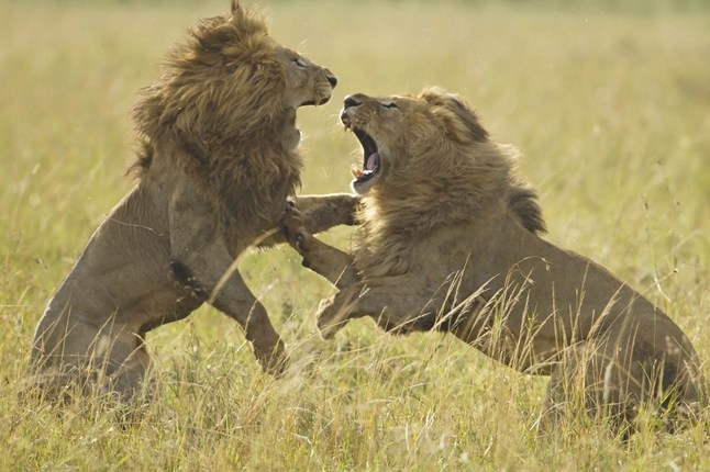 Do Lions eat other Lions? What you need to Know